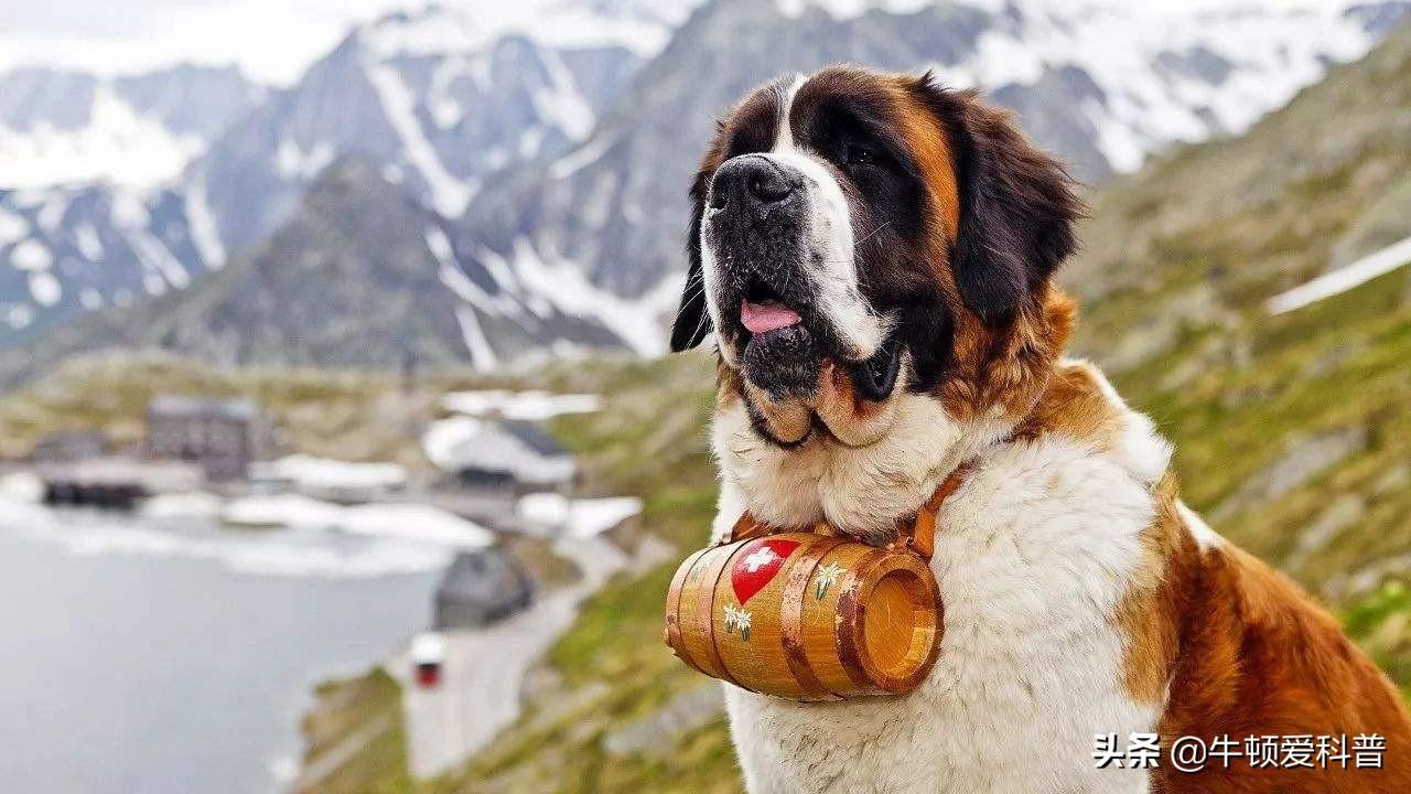 十大巨型犬排行（世界10大超大型猛犬）