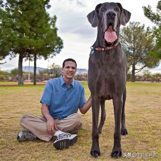 十大巨型犬排行（世界10大超大型猛犬）