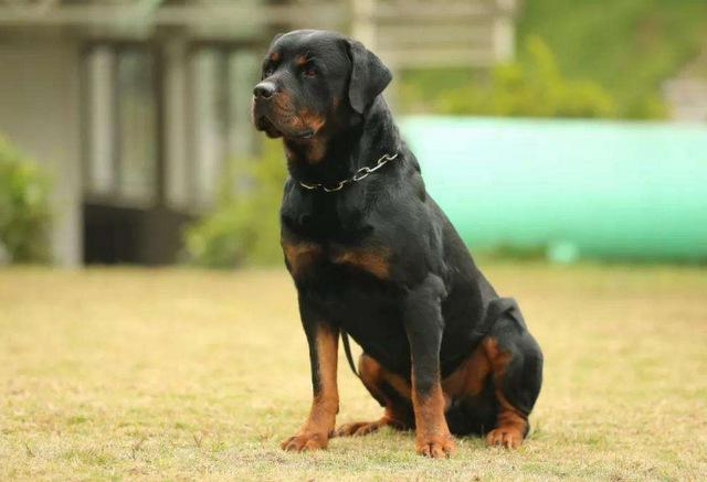 十大聪明犬排名（世界10大最聪明的名犬）