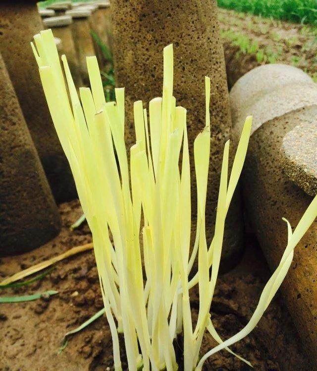 怎样栽种韭菜根（5步教你盆栽韭菜）