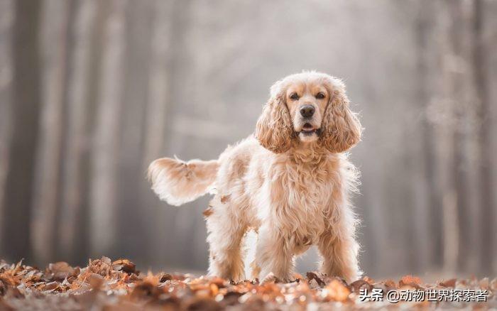 十大适合家养的狗排名（十大最受欢迎的家庭犬种）