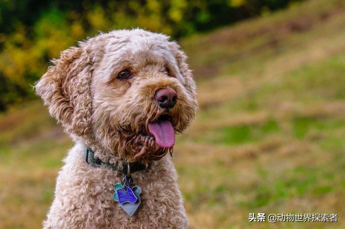 十大适合家养的狗排名（十大最受欢迎的家庭犬种）