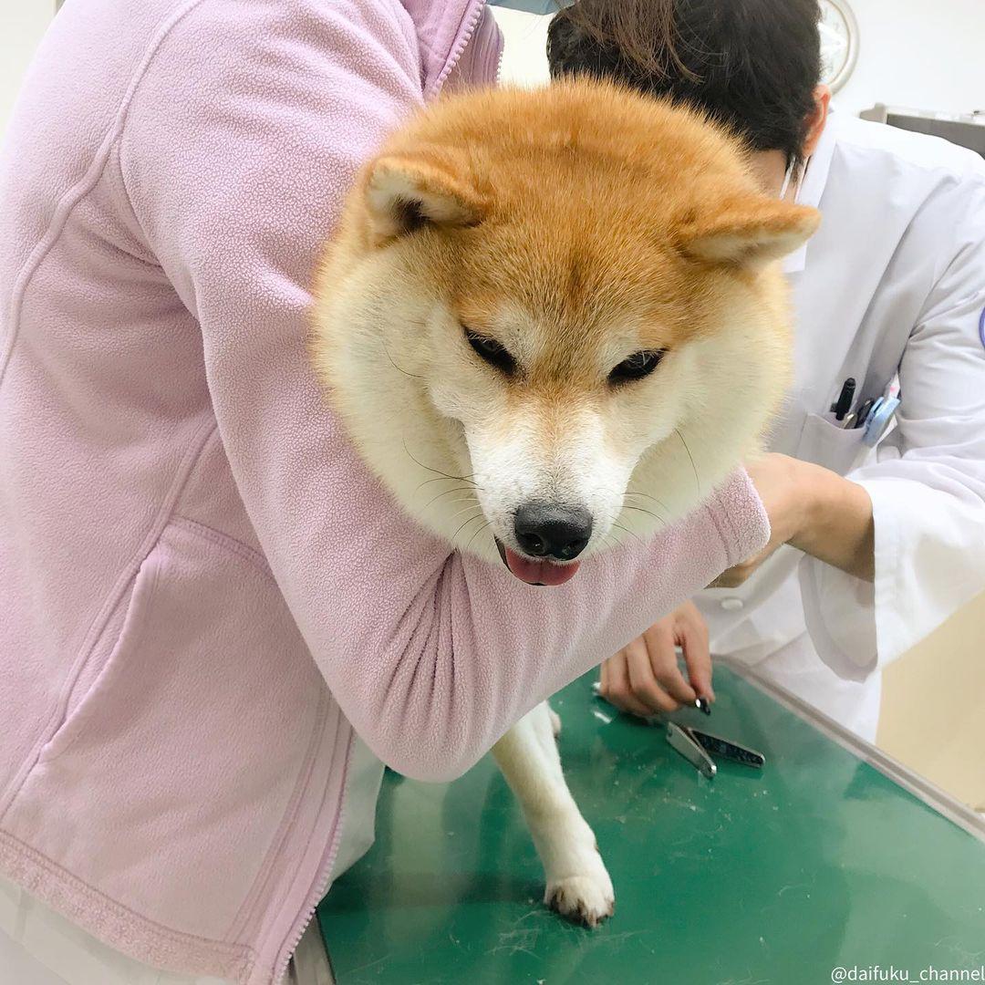 豆柴犬和柴犬的区别（柴犬跟豆柴有什么区别）