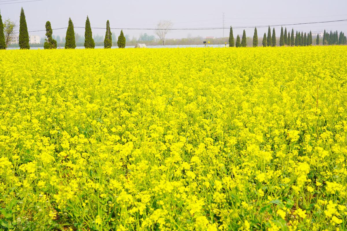 小油菜种植时间和方法（小油菜什么时候种植最好）