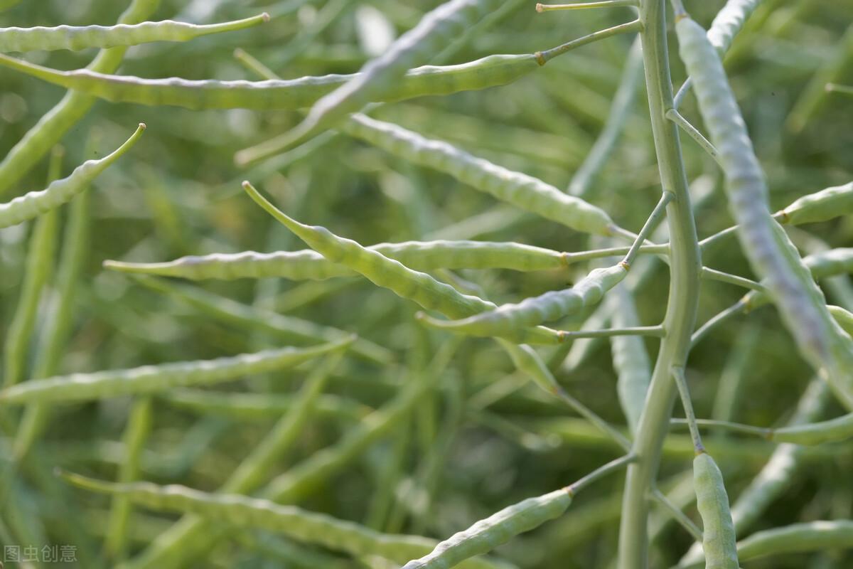 小油菜种植时间和方法（小油菜什么时候种植最好）