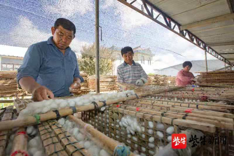 蚕茧多少钱一斤（今年晚秋蚕茧多少钱一斤）