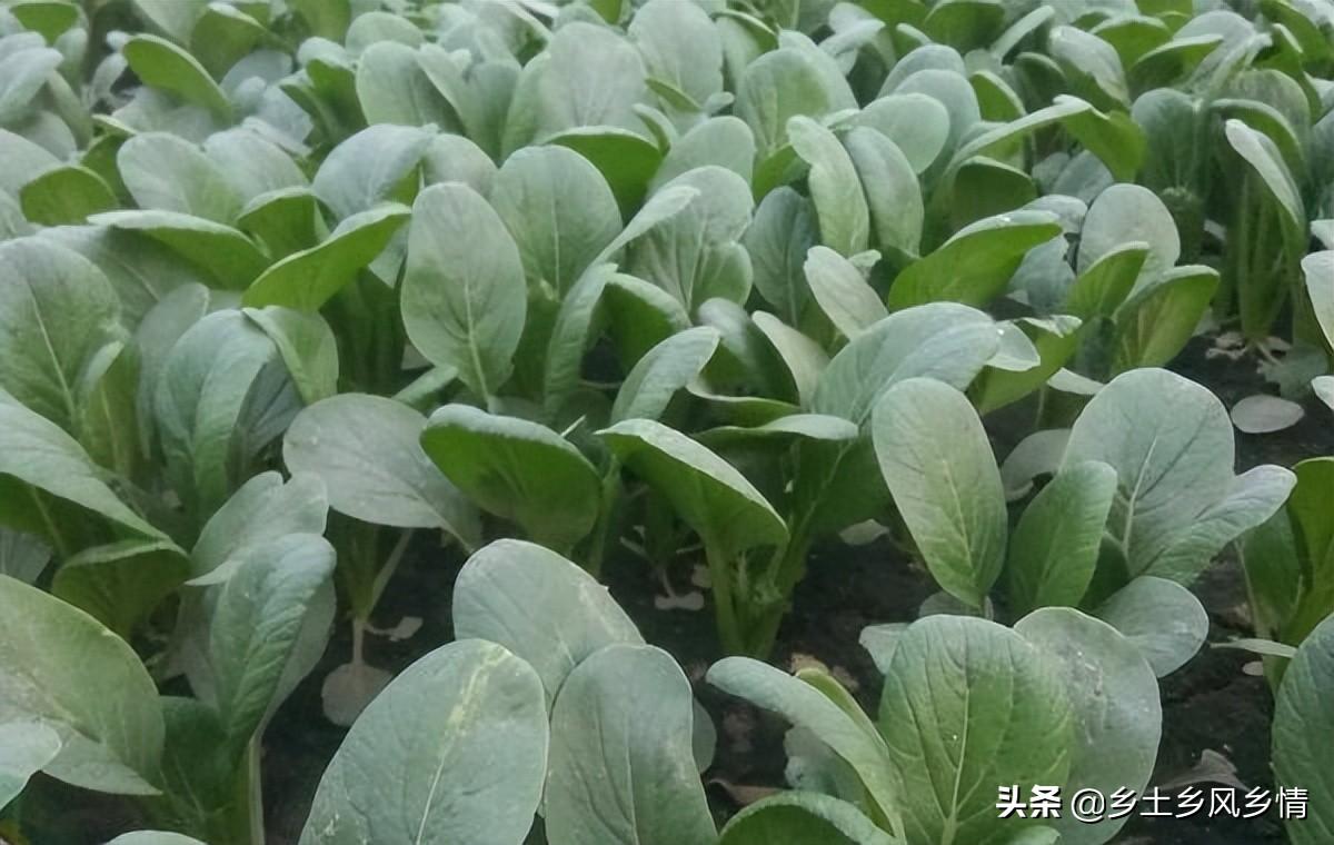 夏天适合种什么瓜果蔬菜（适合夏天种的瓜果蔬菜有哪些）