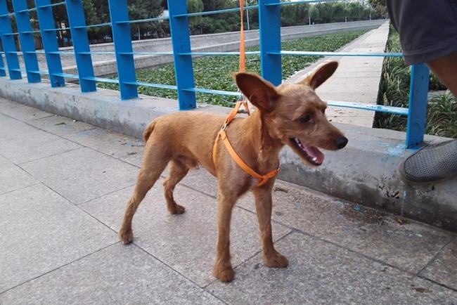 小鹿犬怎么训练它才能听话（幼犬小鹿犬怎么喂养训练）