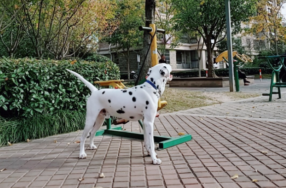 斑点犬为什么没人养了（现在为什么没人养斑点狗）