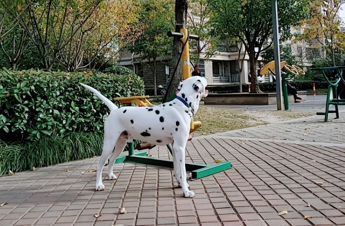 斑点犬为什么没人养了（现在为什么没人养斑点狗）