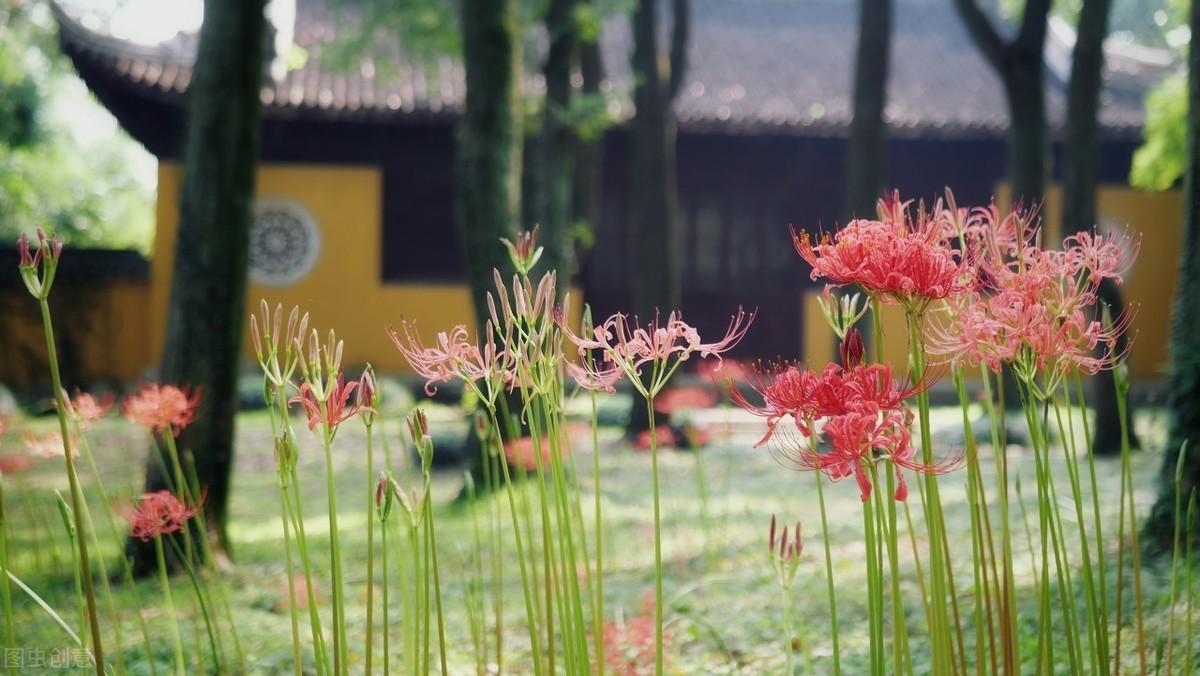 彼岸花真的招鬼吗（彼岸花真的不吉利吗）