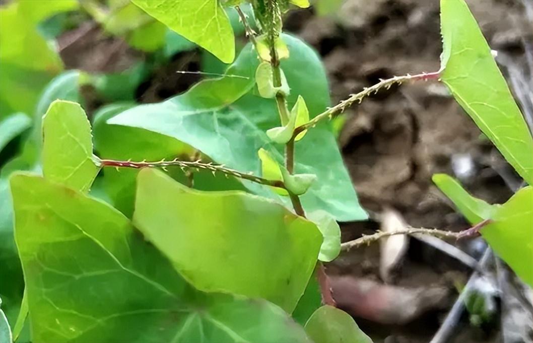 蛇怕什么花和植物（蛇怕什么最好的驱蛇方法是什么）