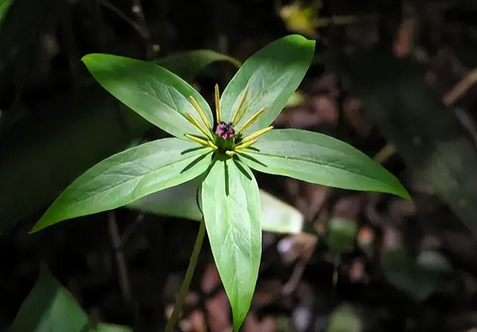 蛇怕什么花和植物（蛇怕什么最好的驱蛇方法是什么）