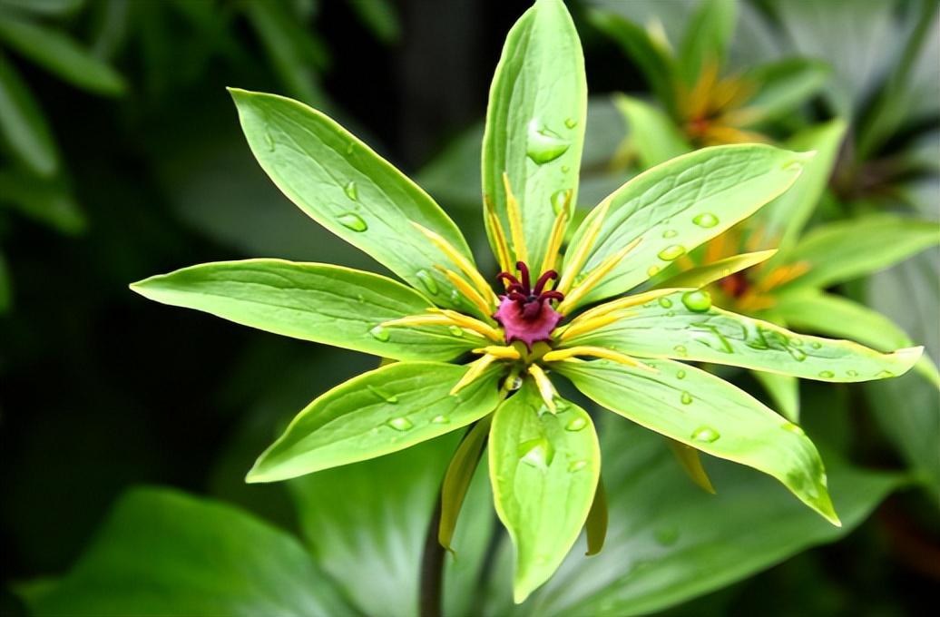 蛇怕什么花和植物（蛇怕什么最好的驱蛇方法是什么）