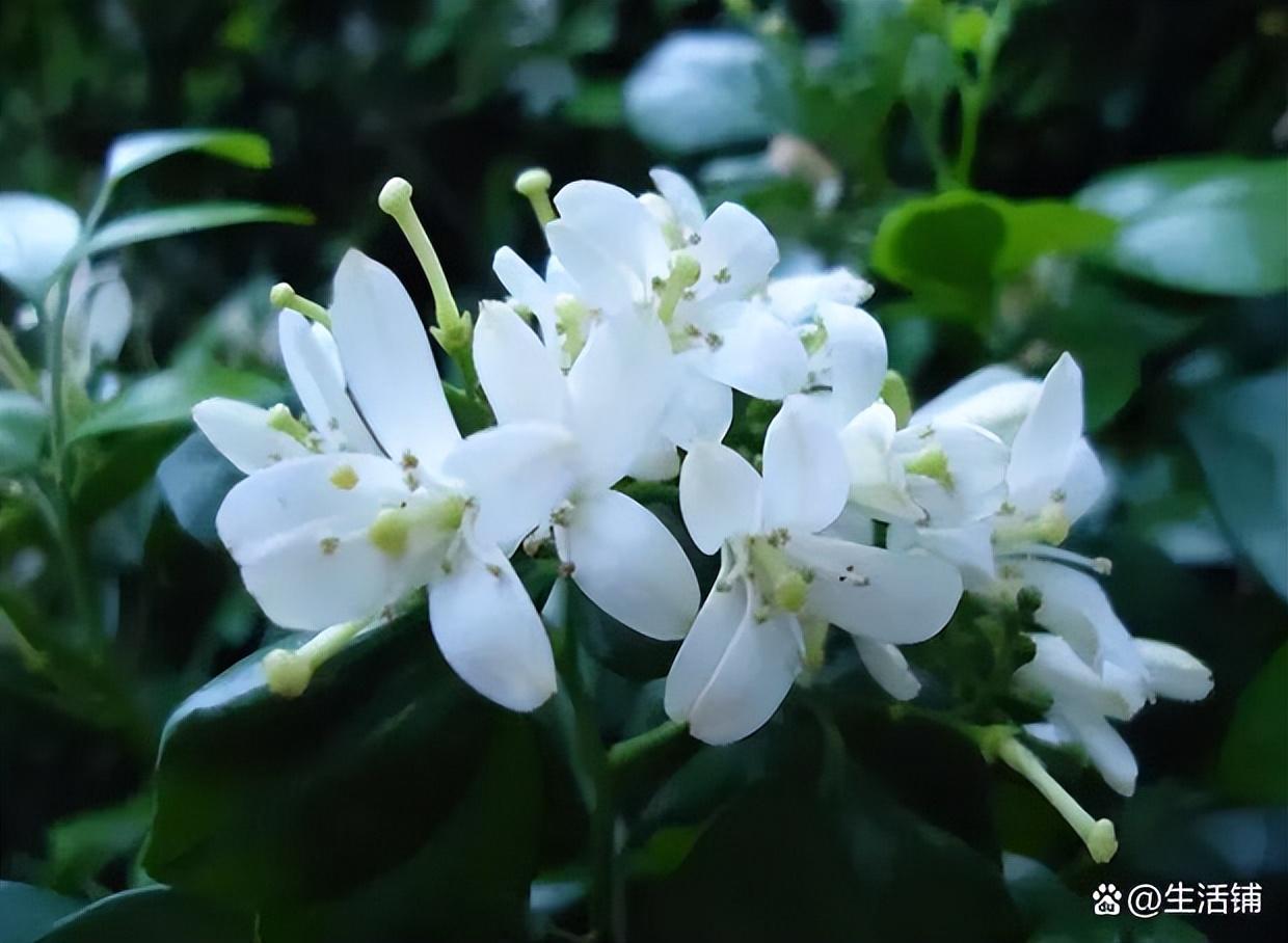 家里为什么不能种九里香（家里养九里香吉利吗）