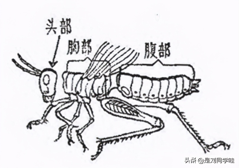 蜘蛛属于昆虫吗（蜘蛛是特殊的昆虫）