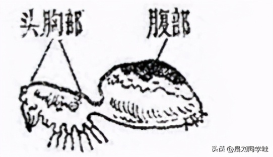 蜘蛛属于昆虫吗（蜘蛛是特殊的昆虫）