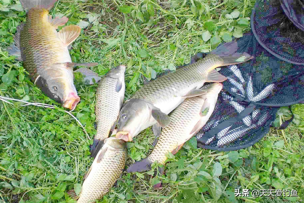 春季钓鲤鱼用什么饵料（早春野钓鲤鱼用什么饵料最好）