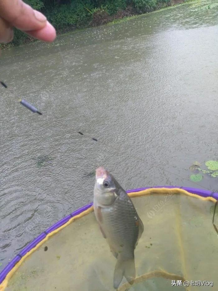 下雨天钓鱼好不好钓（为什么下雨天更好钓鱼）