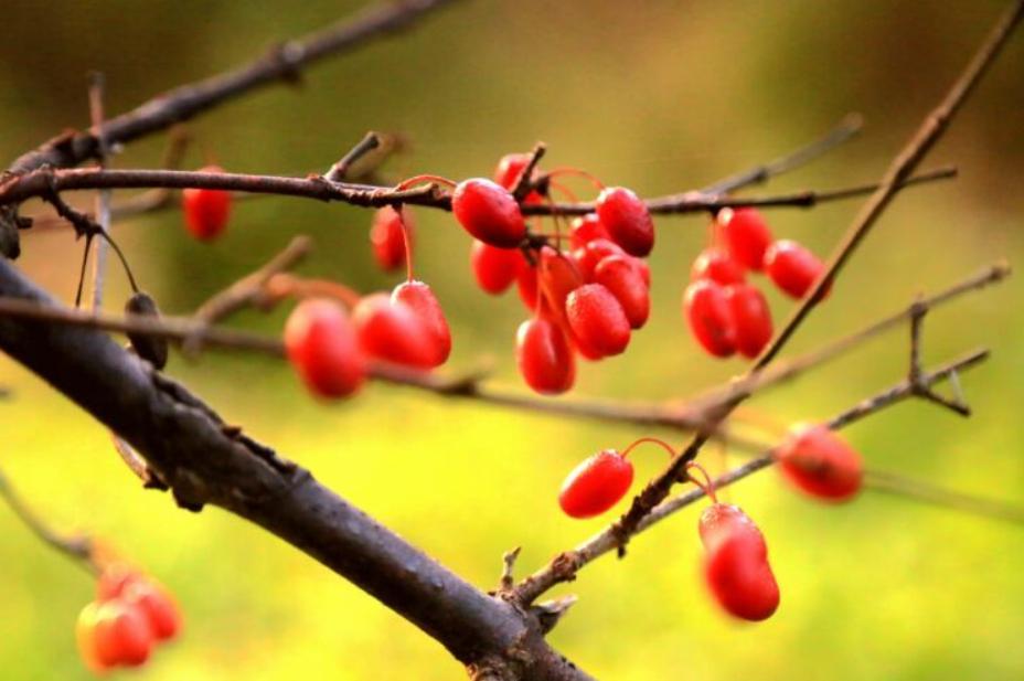 重阳节的风俗传统有哪些（古代重阳节有什么传统特点）