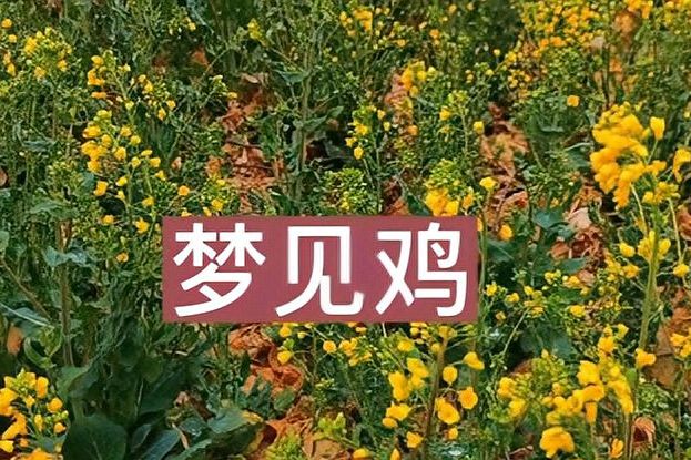 梦见鸡是什么预兆（梦境占卜，找到梦见鸡的吉凶寓意）