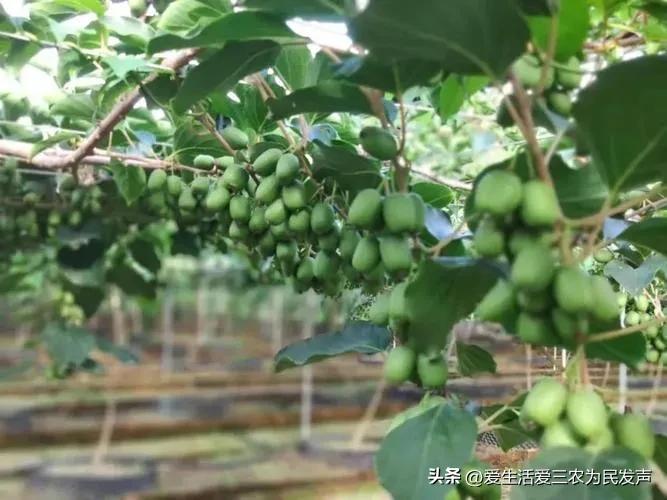 在农村种植什么果树好（农村适合种什么果树效益好）