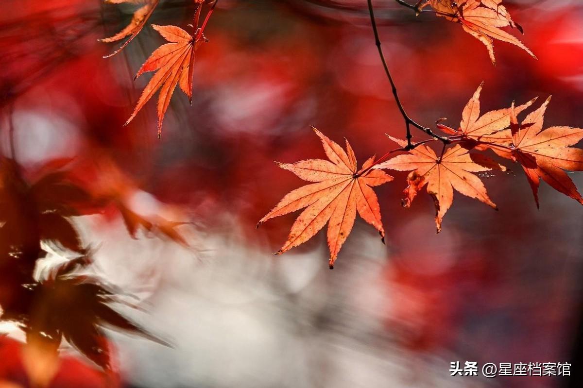 天秤座和谁最配（天秤座和什么星座合得来）