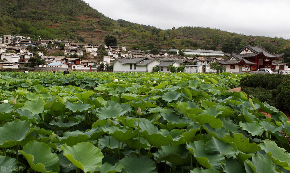 云南哪里最适合养生居住（云南哪些地方适合养生）