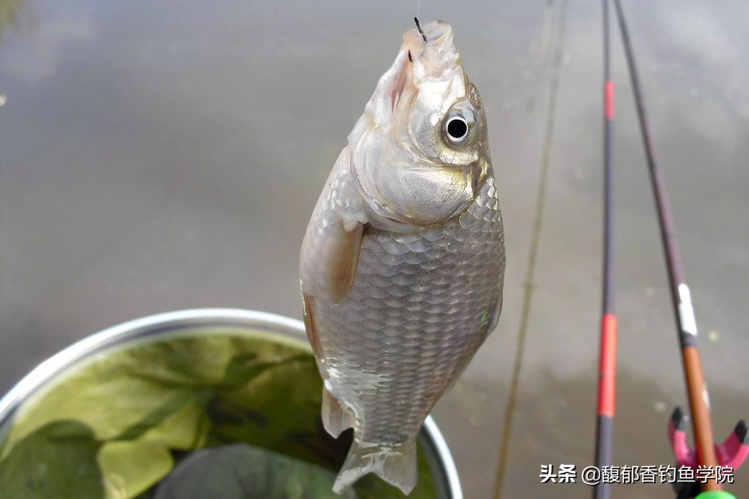 鲫鱼饵料配方大全野钓（最简单的野钓鲫鱼饵料配方）