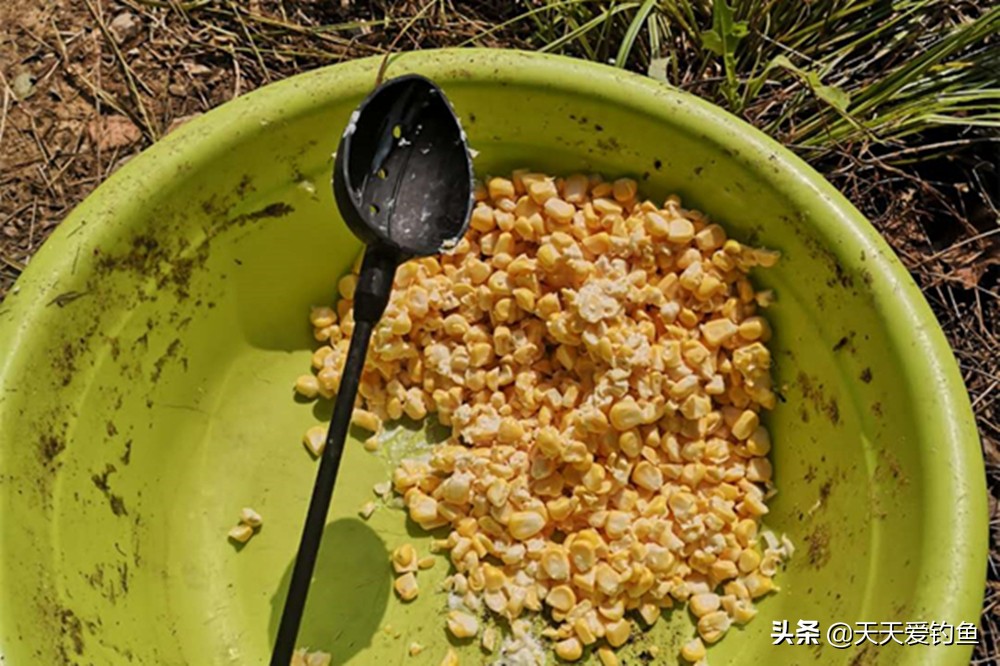 春季钓鲤鱼用什么饵料（早春野钓鲤鱼用什么饵料最好）