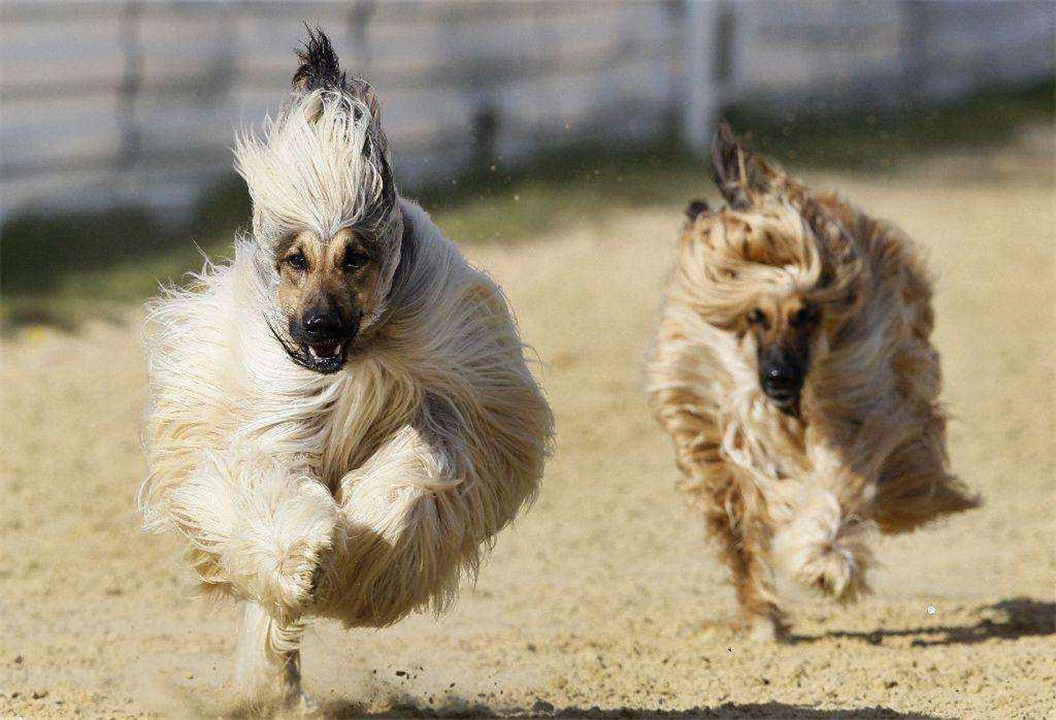 阿富汗犬为什么禁养（国内为什么禁止养阿富汗猎犬）