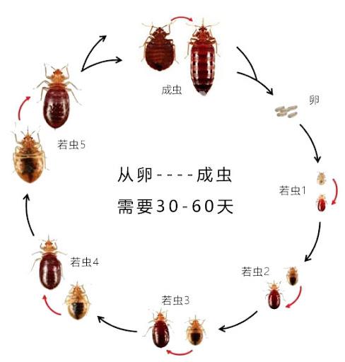 床单多久洗一次比较好（被子床单多久洗一次好）