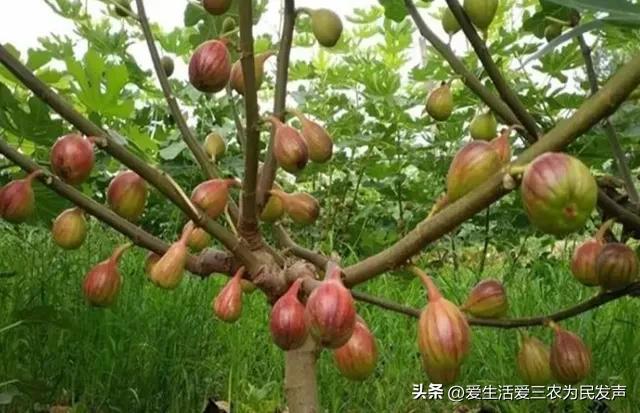 在农村种植什么果树好（农村适合种什么果树效益好）