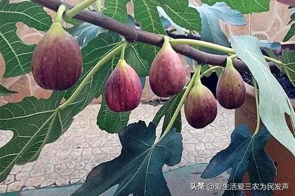 在农村种植什么果树好（农村适合种什么果树效益好）