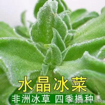 农村冷门暴利种植（农村种植什么最赚钱）