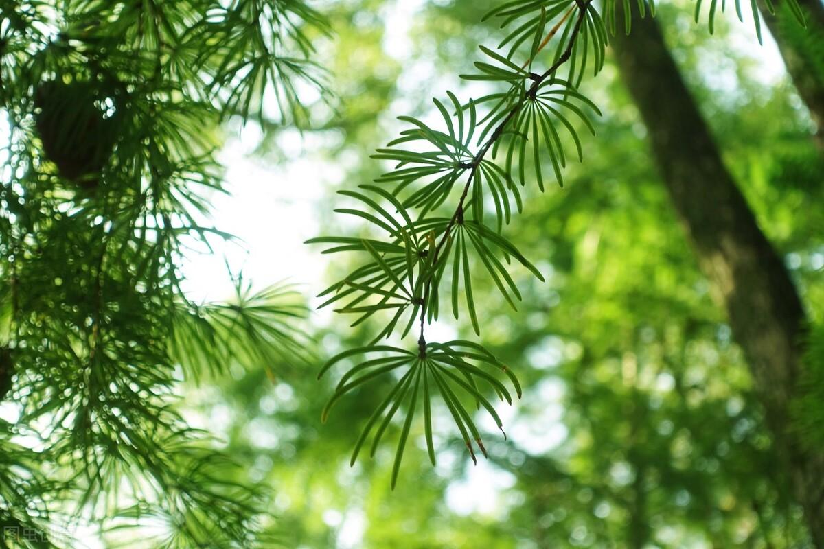 种什么树最赚钱农村（山区农村种这种树最有钱途）