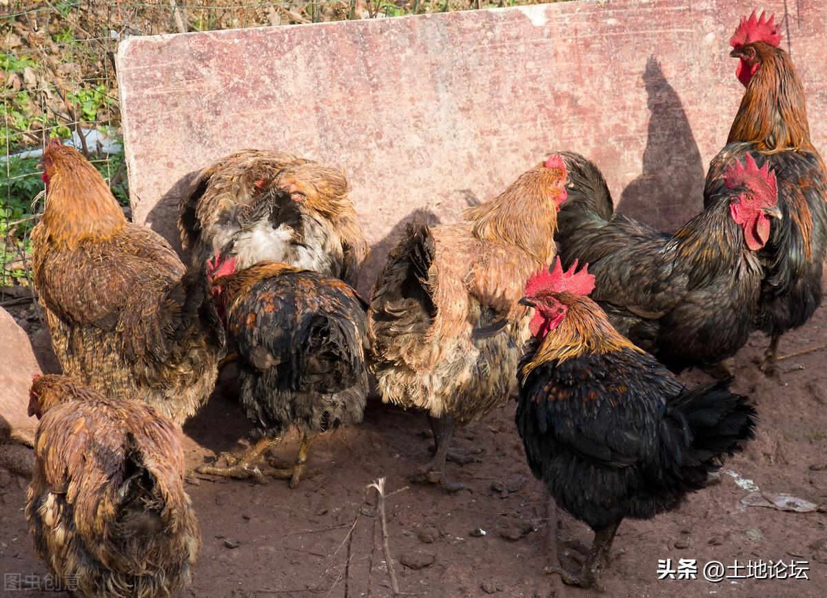 养鸡1000只需投资多少钱（养鸡需要投资多少钱）