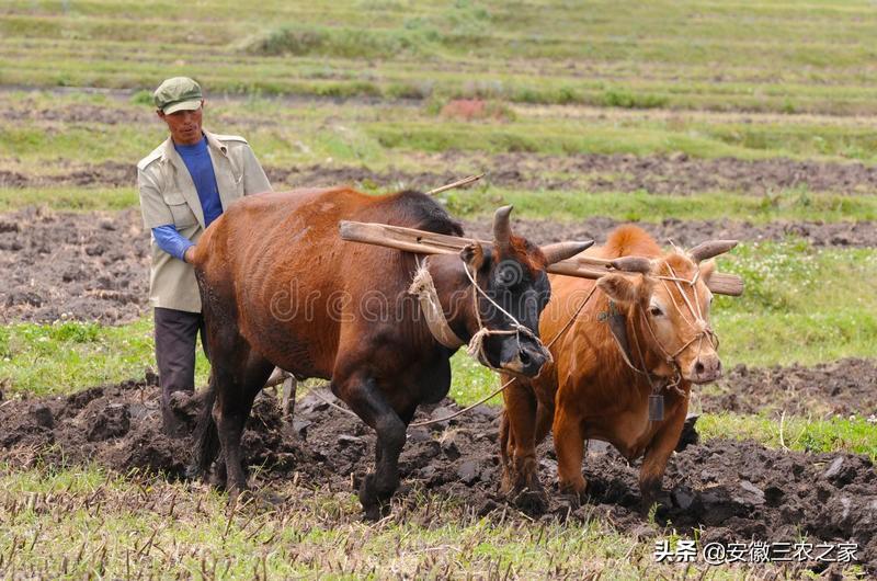 养10头牛一年利润多少（多年的养殖经验告诉你养牛利润）