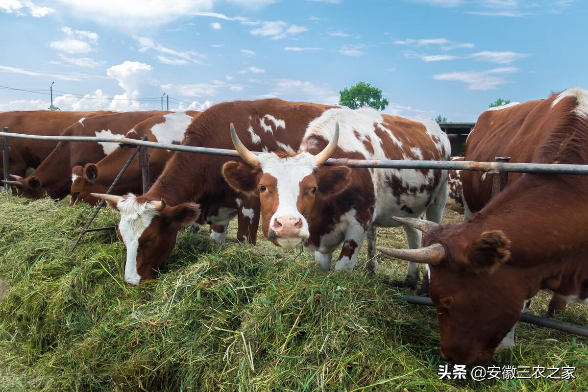 养10头牛一年利润多少（多年的养殖经验告诉你养牛利润）