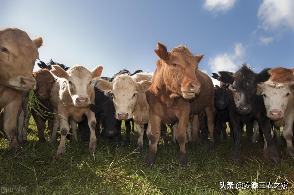 养10头牛一年利润多少（多年的养殖经验告诉你养牛利润）