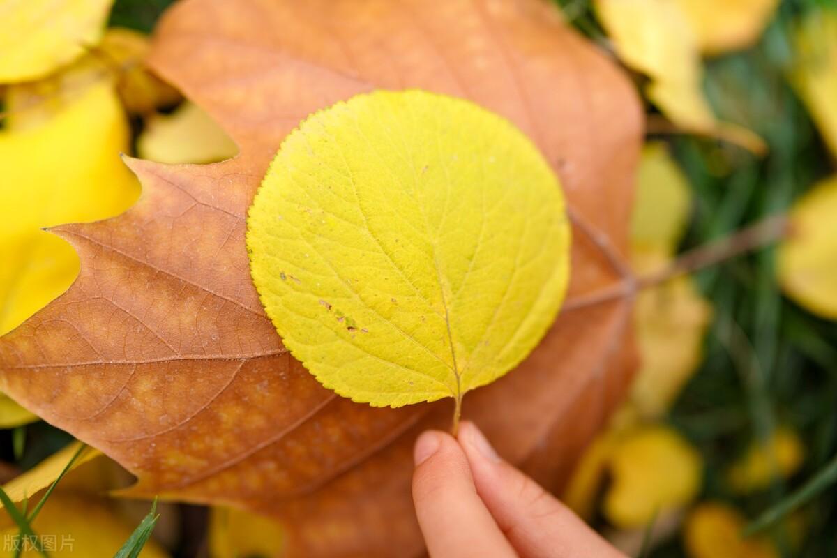 金牛座和天蝎座（金牛座和天蝎座适合当朋友吗）