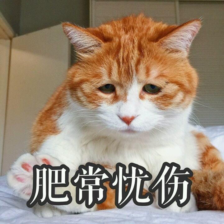 什么属相不能养猫（养猫最忌讳的一个生肖）