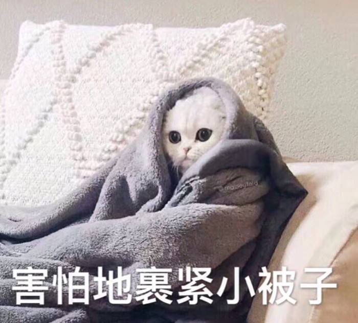 什么属相不能养猫（养猫最忌讳的一个生肖）