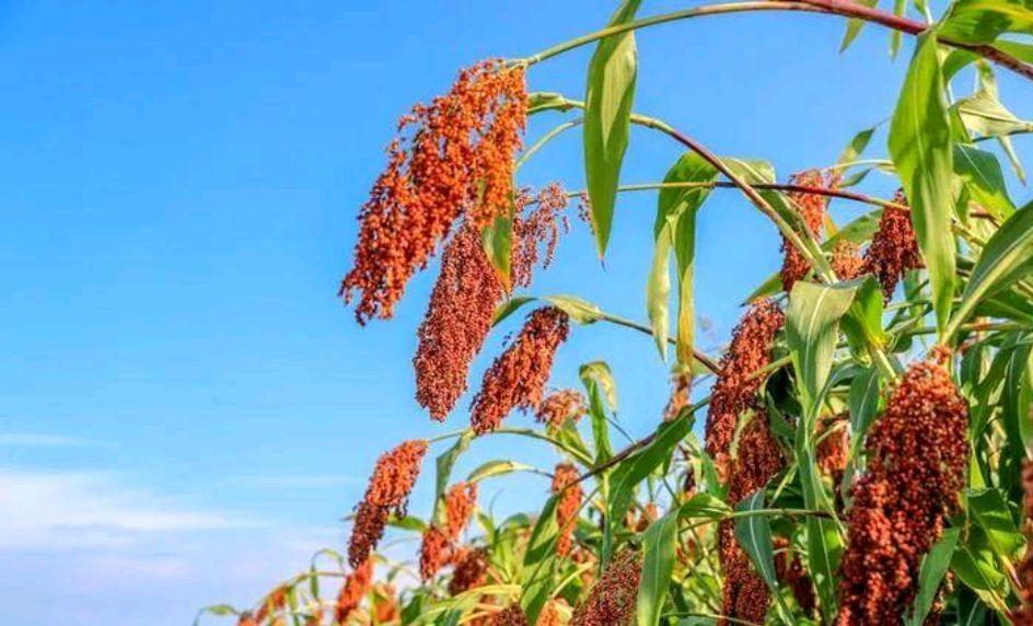 六月六是什么节日（农历六月六是什么节日）