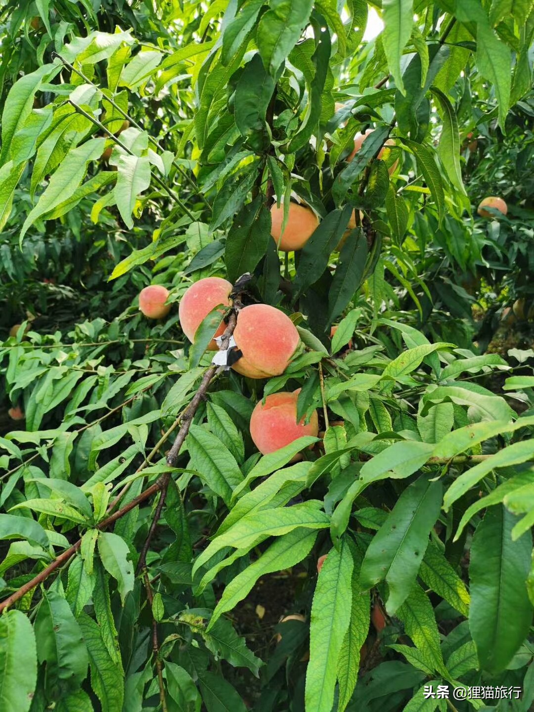 新疆有水蜜桃吗