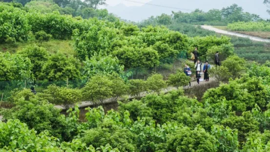 重庆江津太公山旅游攻略