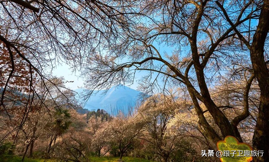 平武泗洱好玩的地方