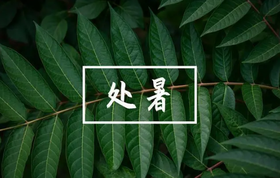 处暑是一年中第几个节气3