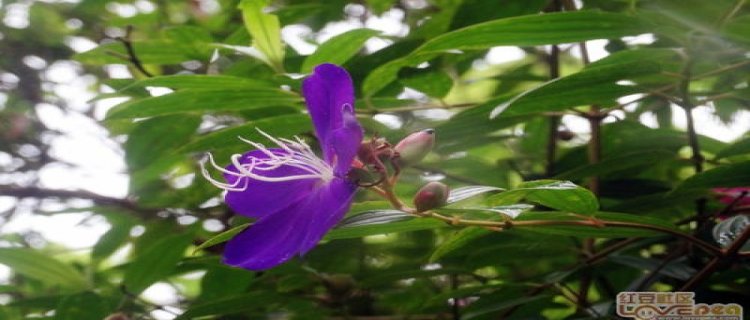 巴西野牡丹开花时间