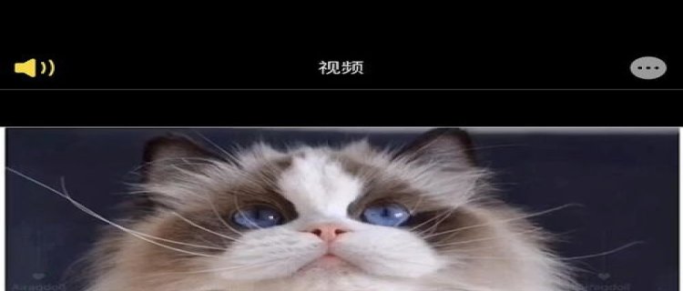 布偶猫繁育权怎么弄